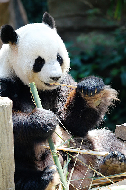 熊猫熊吃竹子大熊猫熊吃干竹特写图片