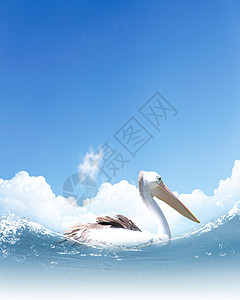 白色鹈鹕波浪水上游泳的照片高清图片