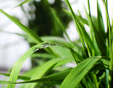 树叶水滴草叶上滴露背景