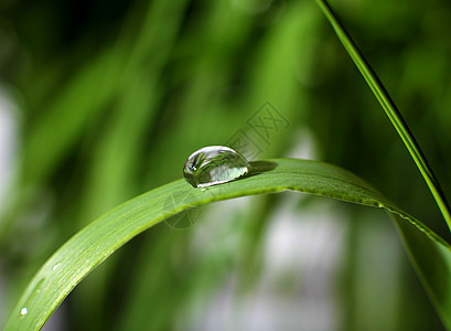 树叶水滴草叶上滴露背景