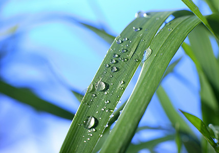 树叶水滴草叶上滴露背景