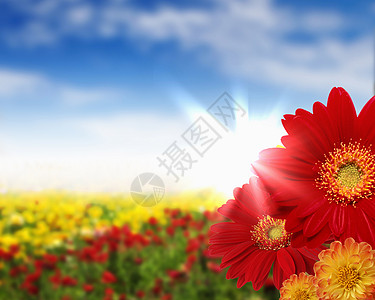 充满彩色花朵的田野的照片高清图片
