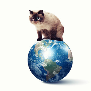 彩色背景下趣的毛茸茸的猫彩色背景下趣的毛茸茸的猫拼贴这幅图像的元素由美国宇航局提供的图片