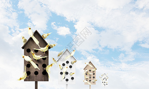 用于友好生活的公寓许多鹦鹉住个木制的筑巢箱里图片