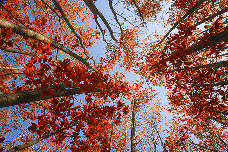 惊人的秋季景观形象,仰望山毛榉树蓝色高清图片素材