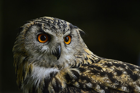 欧洲鹰猫头鹰布波布的美丽肖像图片