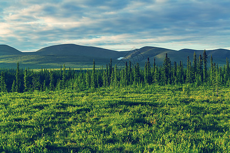北极圈上方的苔原景观图片
