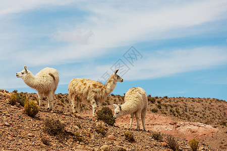 阿根廷的骆驼图片