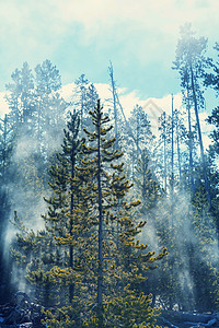 薄雾的魔法森林图片