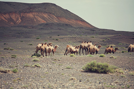 蒙古的骆驼图片