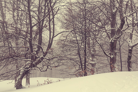 冬季风景秀丽的白雪覆盖的森林图片