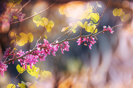 红芽树粉红色的花,春天的背景图片