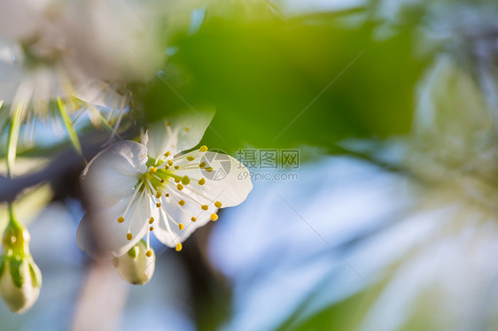 樱花春天的花园里盛开图片