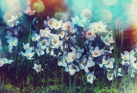 花flower的名词复数花朵开花植物精华图片