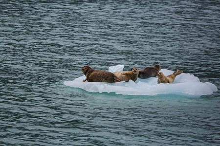 阿拉斯加的海港海豹图片