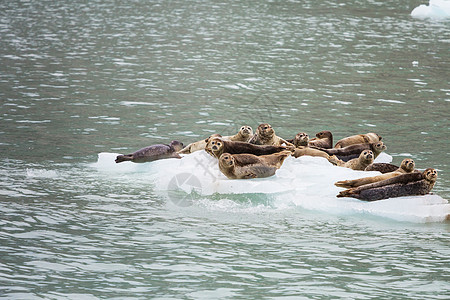 阿拉斯加的海港海豹图片