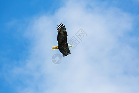 美鹰清澈的阿拉斯加天空飞行图片