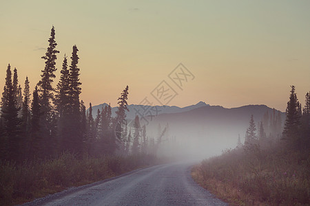 早上神奇的薄雾森林图片