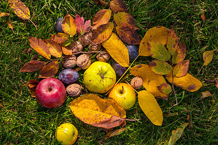 秋天的场景,花园里水果核桃秋天的美丽图片