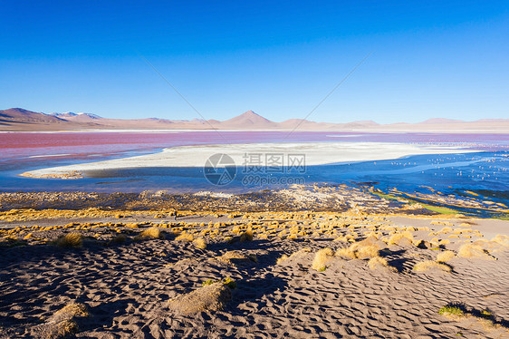 拉古纳彩色红湖利维亚高原最美丽的湖泊图片