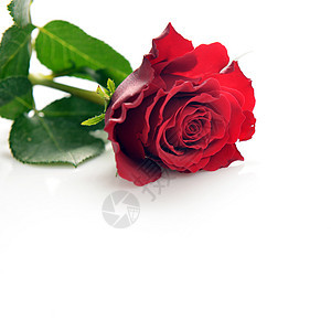 两个结婚戒指红玫瑰图片
