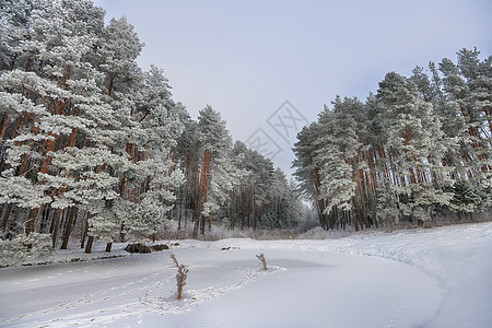 雪覆盖着冰湖岸边的松树背景图片