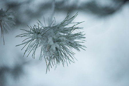 诞常绿云杉松树大自然中覆盖着新鲜的雪霜冰图片