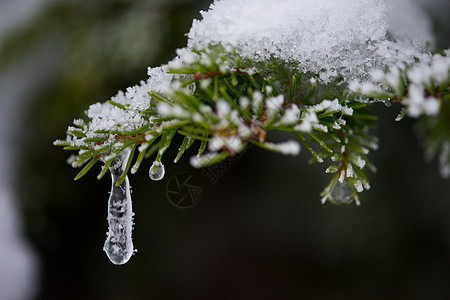 诞常绿云杉松树大自然中覆盖着新鲜的雪霜冰图片
