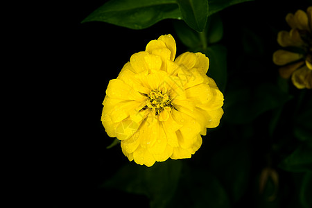 美丽的黄花,夜花园里雨滴黑色的背景图片