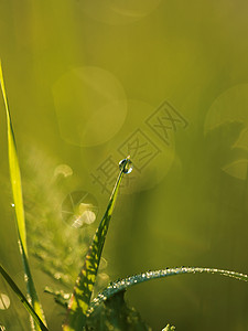 叶露珠草新鲜的绿草露珠特写太阳柔的焦点抽象的自然背景背景