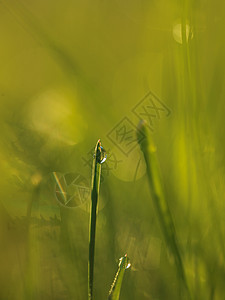 草新鲜的绿草露珠特写太阳柔的焦点抽象的自然背景图片