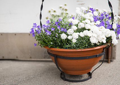 园艺,花卉,装饰植物美丽的钟花菊花盆栽户外背景图片