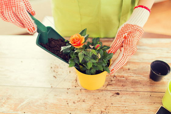 人,园艺,花卉种植职业密切妇女园丁的手种植玫瑰家里花盆图片