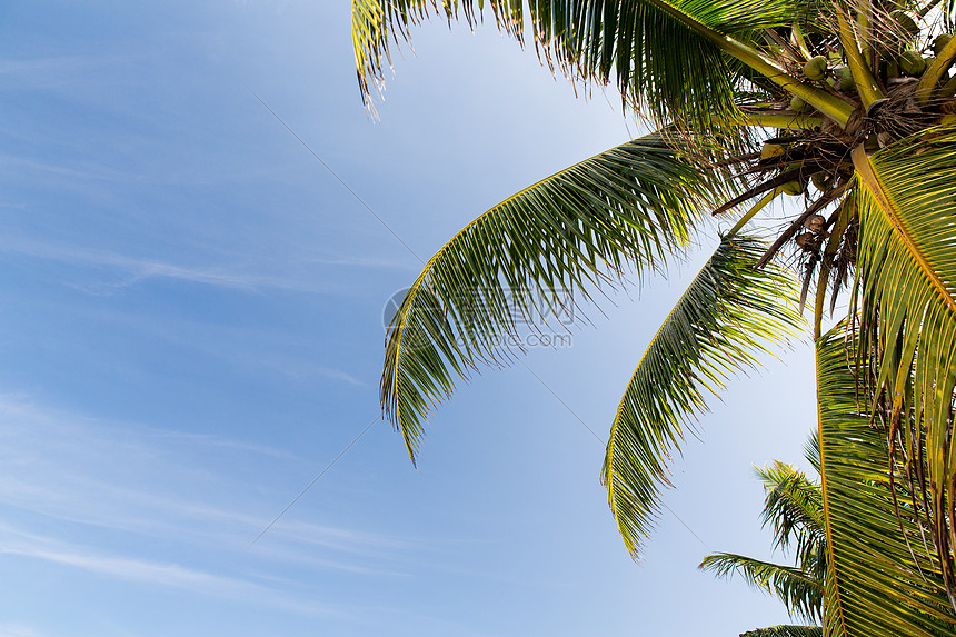 旅游,度假,自然暑假的可可棕榈树蓝天图片