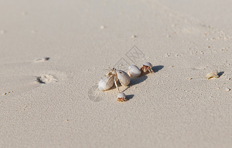 旅行,旅游,假期暑假的螃蟹孵化贝壳海滩沙子图片