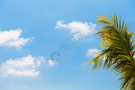 夏威夷椰子树旅游,度假,自然暑假的可可棕榈树蓝天背景