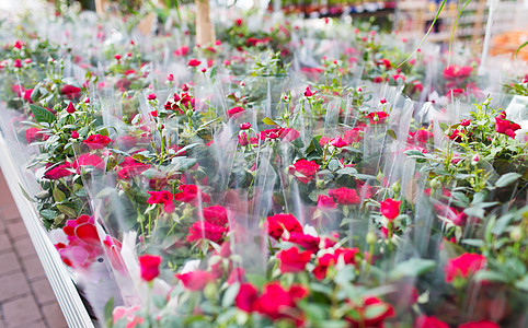 植物,销售,农业植物学玫瑰花苗园艺商店图片