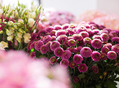 园艺,花卉,销售,假日植物美丽的菊花花店图片