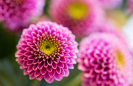 园艺,花卉,假日植物美丽的粉红色菊花图片