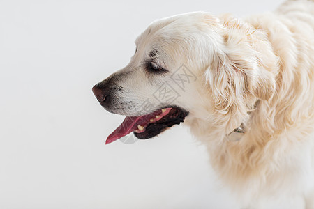 医学,宠物动物的金毛猎犬的特写图片