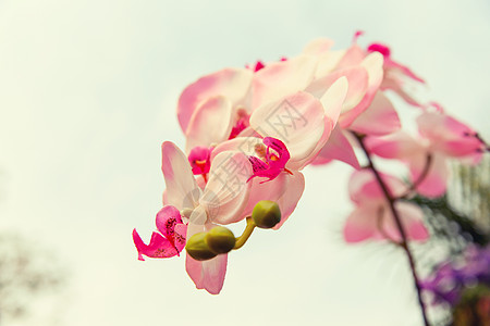 园艺,植物学植物美丽的兰花图片