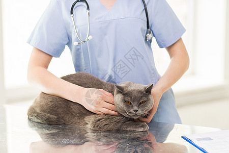 医学,宠物,动物,保健人的密切兽医医生与听诊器英国猫兽医诊所图片