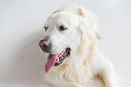 医学,宠物动物的金毛猎犬的特写图片