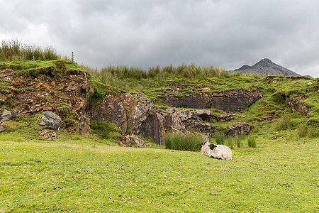 自然农业爱尔兰康奈马拉山上的绵羊放牧爱尔兰康奈马拉山上放牧的羊图片
