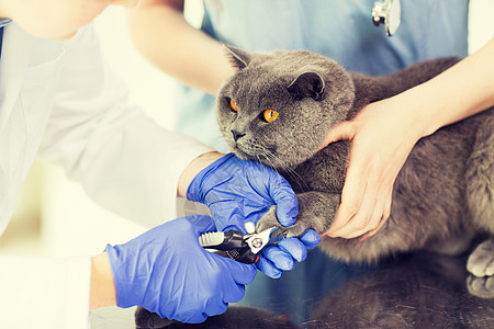 医学,宠物,动物,美容人的兽医医生与剪刀切割英国猫钉兽医诊所图片