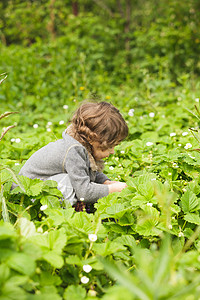 小孩子草莓园里看花园里的小孩图片
