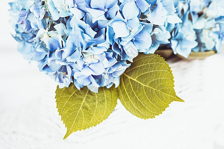 白色篮子里的蓝色绣球花家庭的花卉装饰绣球花图片