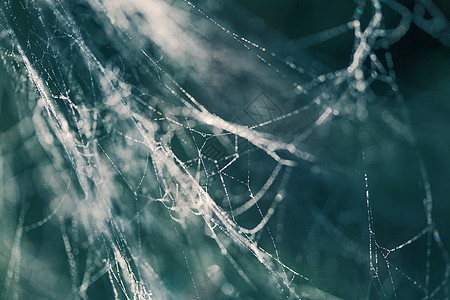 蜘蛛网上晨露的抽象背景自然灵感灵感网络图片