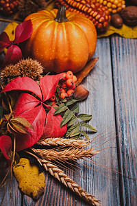 感恩节的静物浆果,坚果,玉米南瓜桌子上背景图片