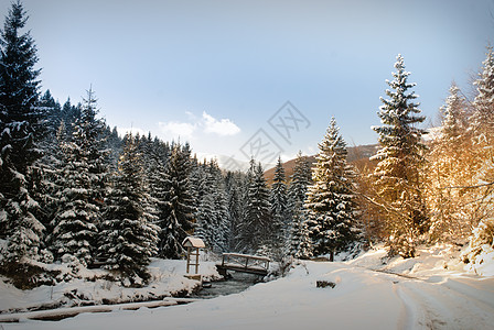 冬季冷杉树林,积雪覆盖树木小径冬季杉树林图片